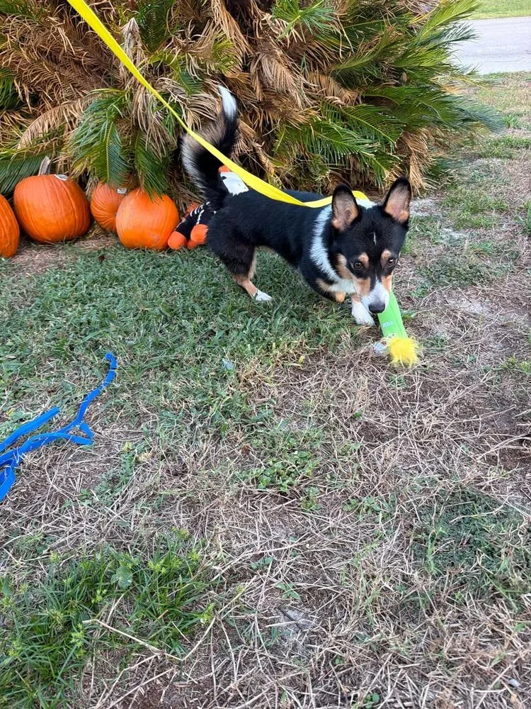 An adult medium-sized male Tricolor (Brown, Black, & White) Corgi dog named Snickers for adoption in Orlando, FL