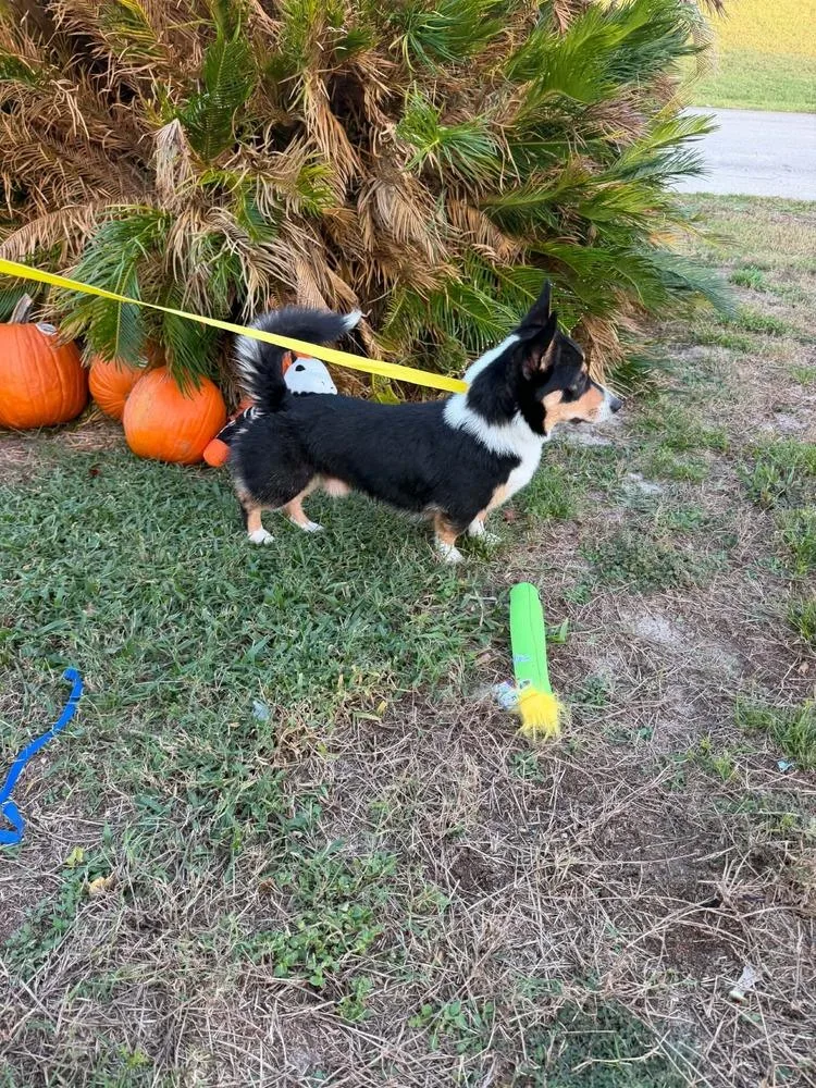 Snickers thumbnail 2
