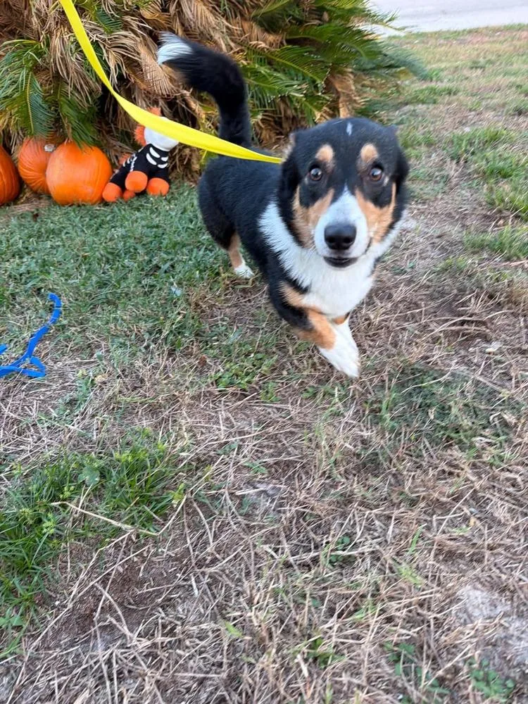 Snickers thumbnail 4
