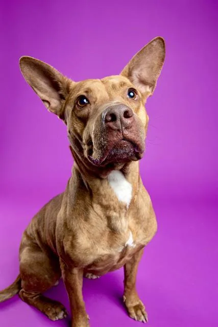 An adult medium-sized female Mixed Breed dog named Hazelthorn for adoption in Fort Walton Beach, FL