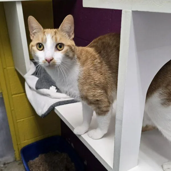 A young small-sized male Domestic Short Hair cat named Grade for adoption in Easton, MD