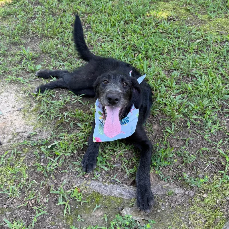 A young medium-sized female Black Poodle dog named Ella for adoption in Princeton, KY