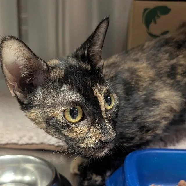 An adult small-sized female Domestic Short Hair cat named Willow for adoption in Olivette, MO