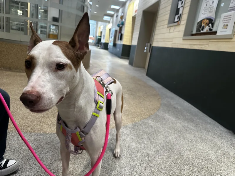 An adult medium-sized female Mixed Breed dog named Lucy for adoption in Los Angeles, CA