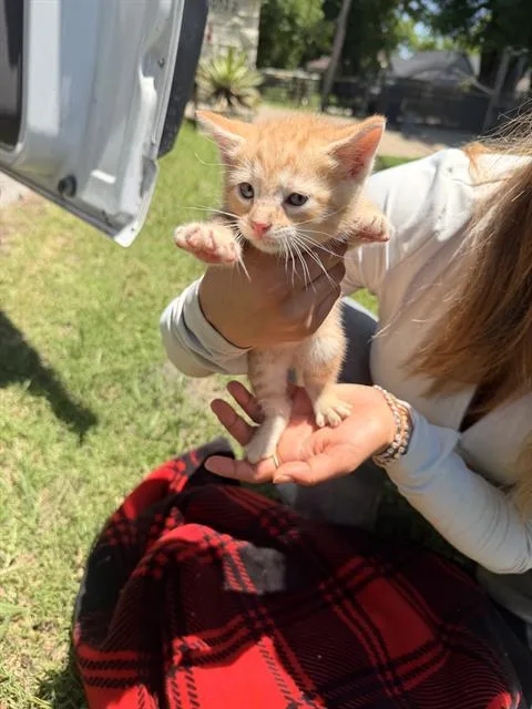 A baby small-sized male Domestic Short Hair cat named Rylie for adoption in Dallas, TX