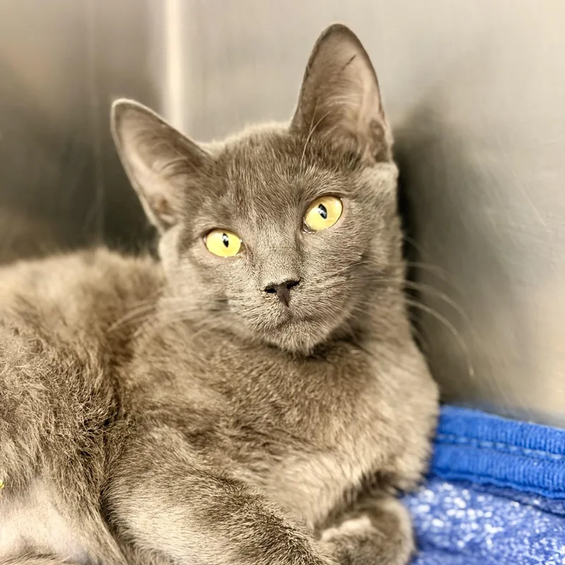 A baby medium-sized female Gray / Blue / Silver Domestic Short Hair cat named Betsy for adoption in Manahawkin, NJ