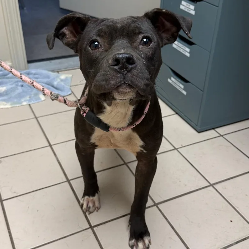 An adult medium-sized male Black Pit Bull Terrier dog named TUSCStray for adoption in Tuscaloosa, AL