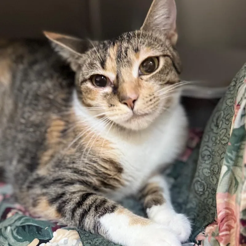 A young medium-sized female Torbie Domestic Short Hair cat named Gamble Either Way for adoption in Fredericksburg, VA