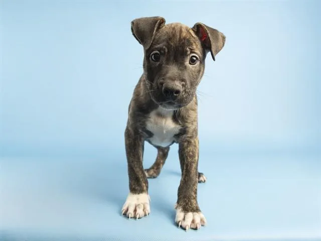A baby small-sized female Boxer dog named Skittles for adoption in Phoenix, AZ