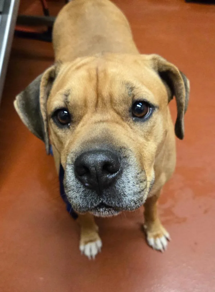 An adult medium-sized female Mixed Breed dog named Luna Crenshaw for adoption in Douglasville, GA