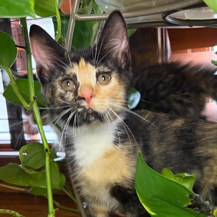 A baby small-sized female Calico Domestic Short Hair cat named Eowyn BurrPurr for adoption in Eaton Rapids, MI