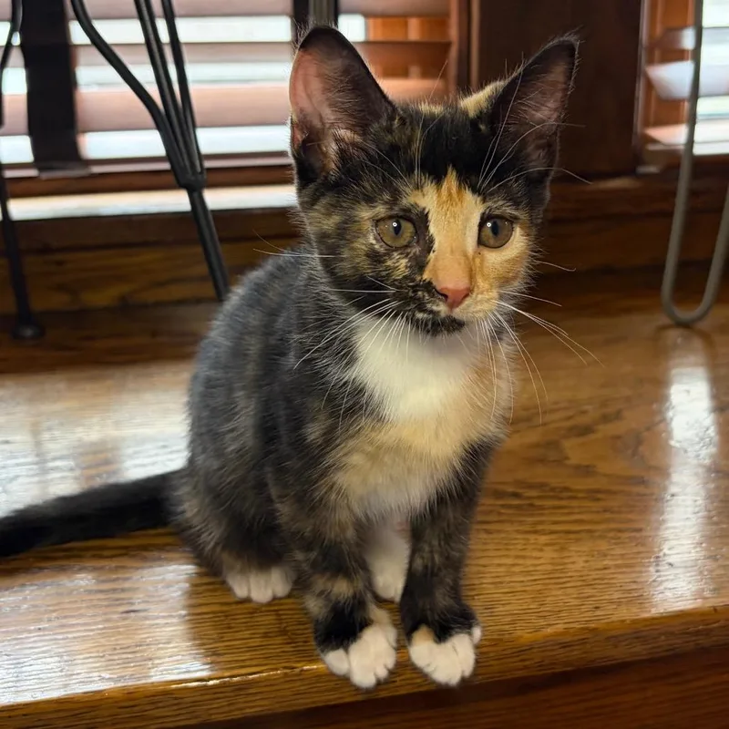 Eowyn BurrPurr thumbnail 3