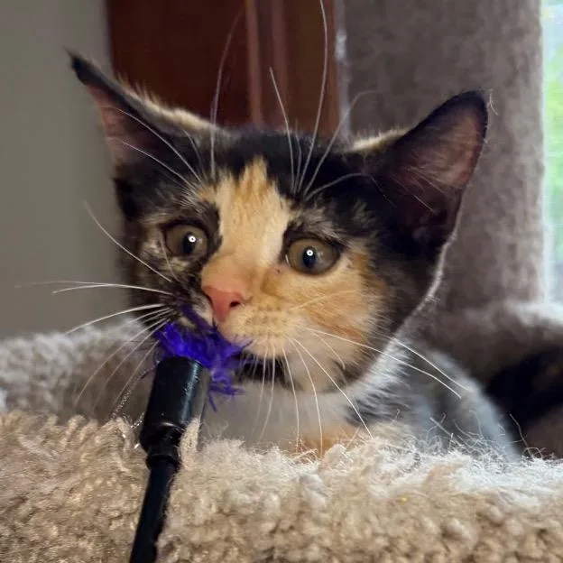 Eowyn BurrPurr thumbnail 4