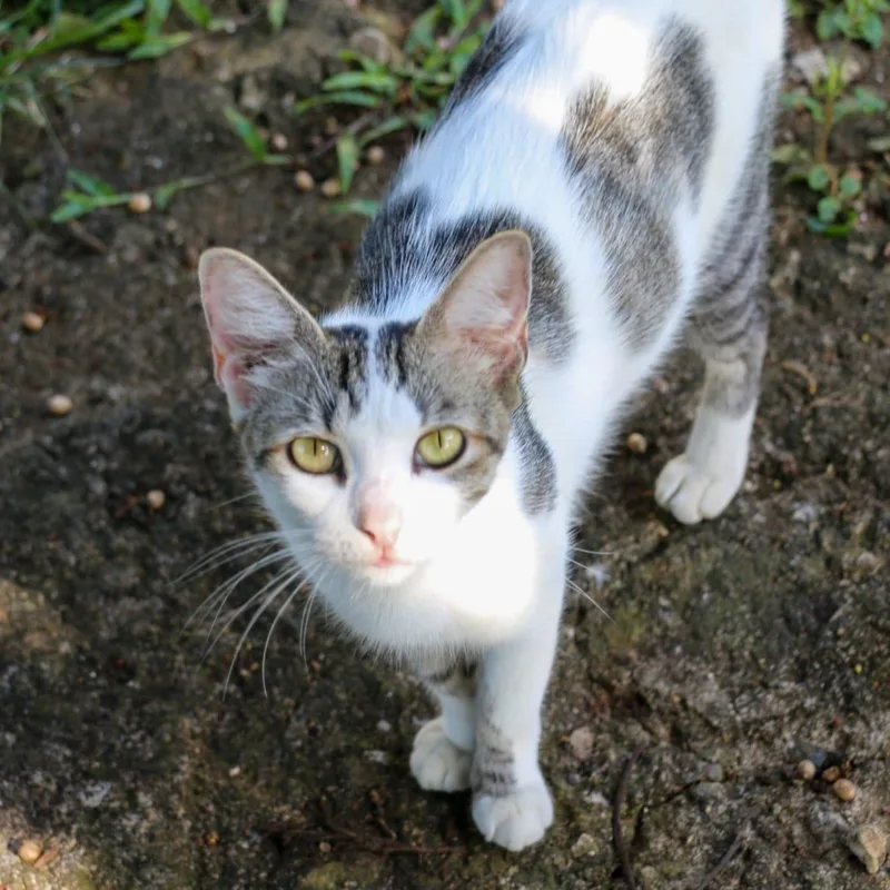 Melody  Petite & thumbnail 2