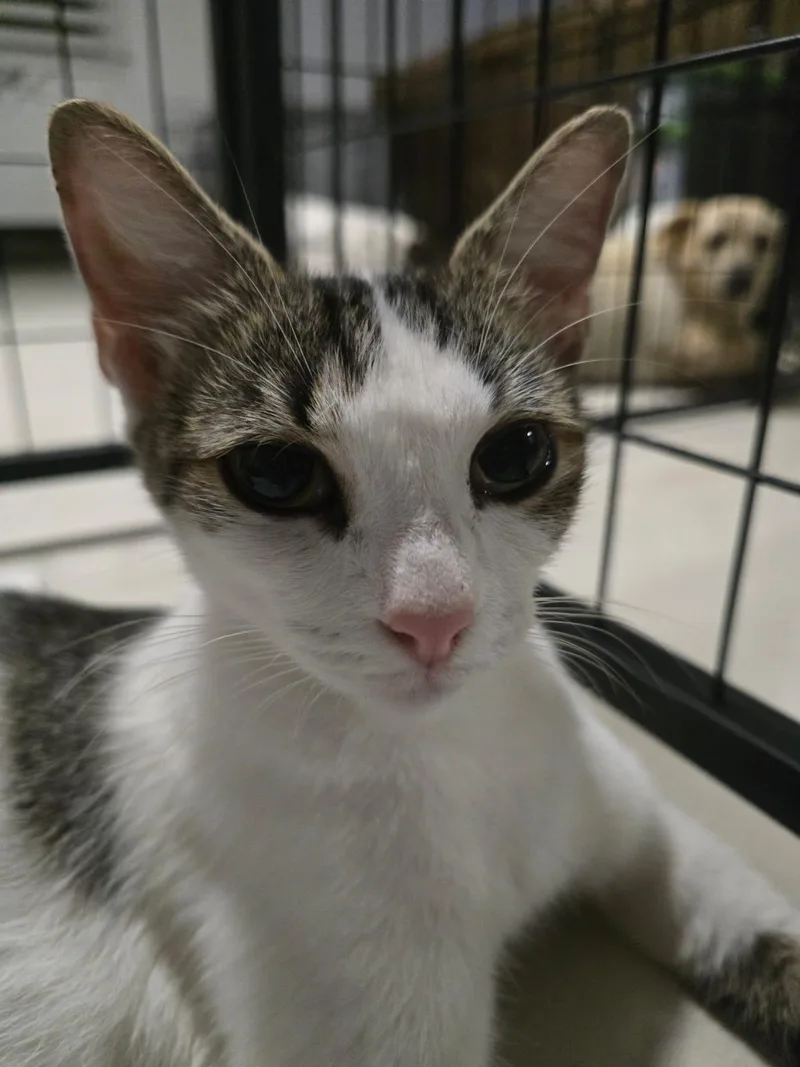 A young medium-sized male White Domestic Short Hair cat named Melody  Petite & for adoption in New York, NY