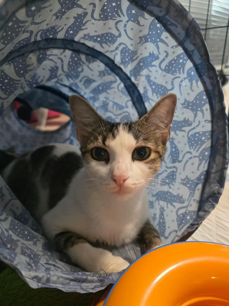 Melody  Petite & thumbnail 3