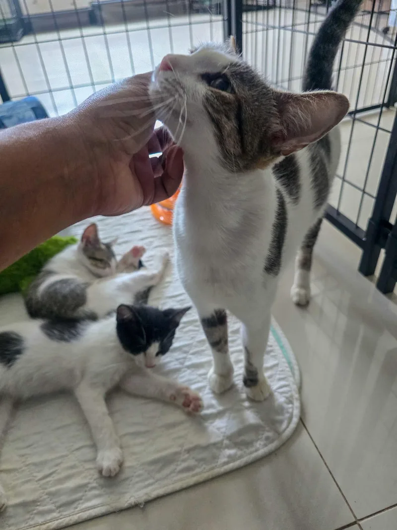 Melody  Petite & thumbnail 5