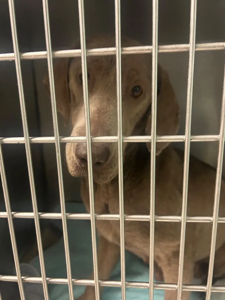 An adult medium-sized female Labrador Retriever dog named Layla for adoption in Morgantown, KY