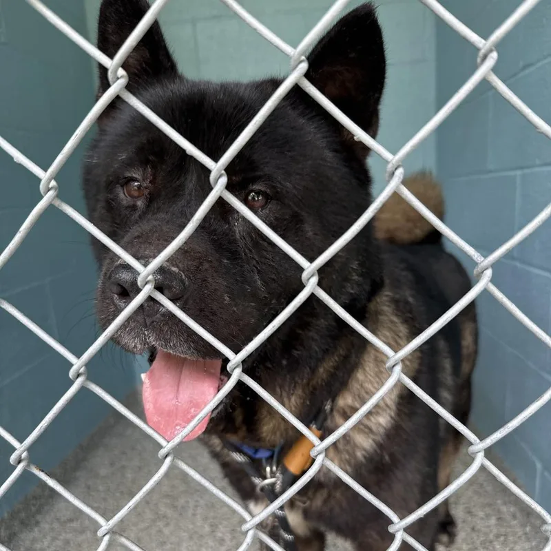 An adult large-sized male Black Akita dog named Ironhide for adoption in Hattiesburg, MS