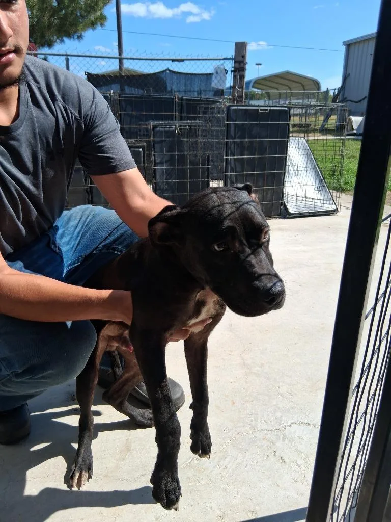 A baby large-sized male Pit Bull Terrier dog named David for adoption in Brownwood, TX