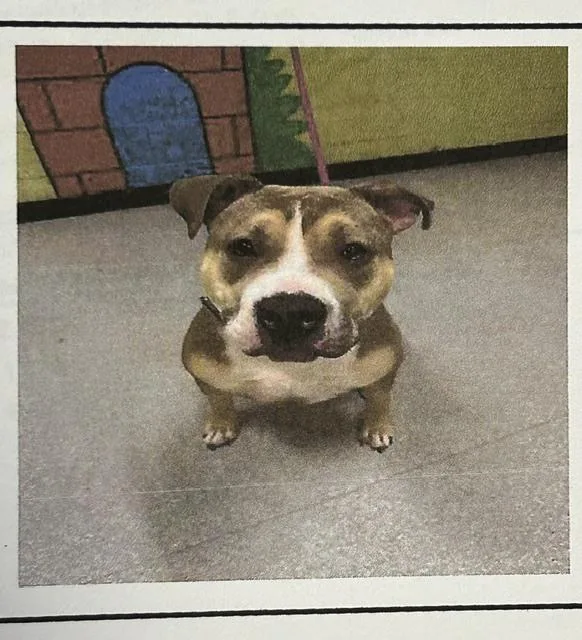 An adult medium-sized female Tricolor (Brown, Black, & White) Pit Bull Terrier dog named Eclipse  "Lunabelle" for adoption in Muskegon, MI