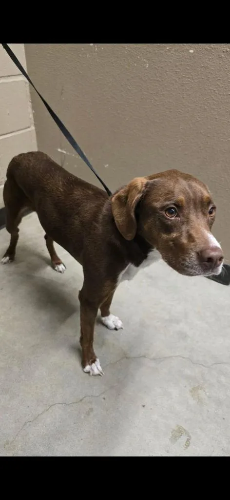 A young medium-sized female Labrador Retriever dog named Brenda for adoption in Huntsville, TX