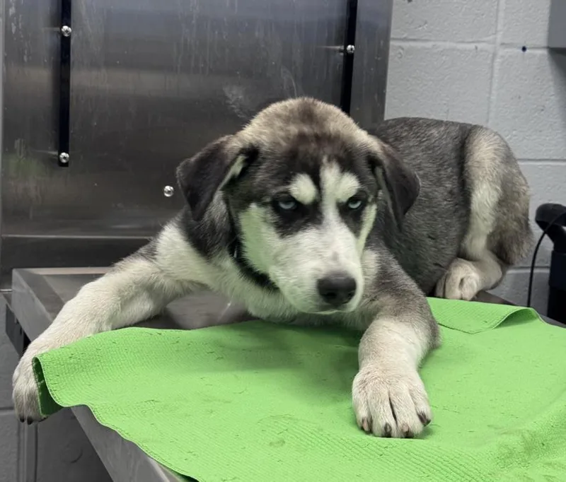 A baby small-sized male Alaskan Malamute dog named Balto for adoption in Houston, TX