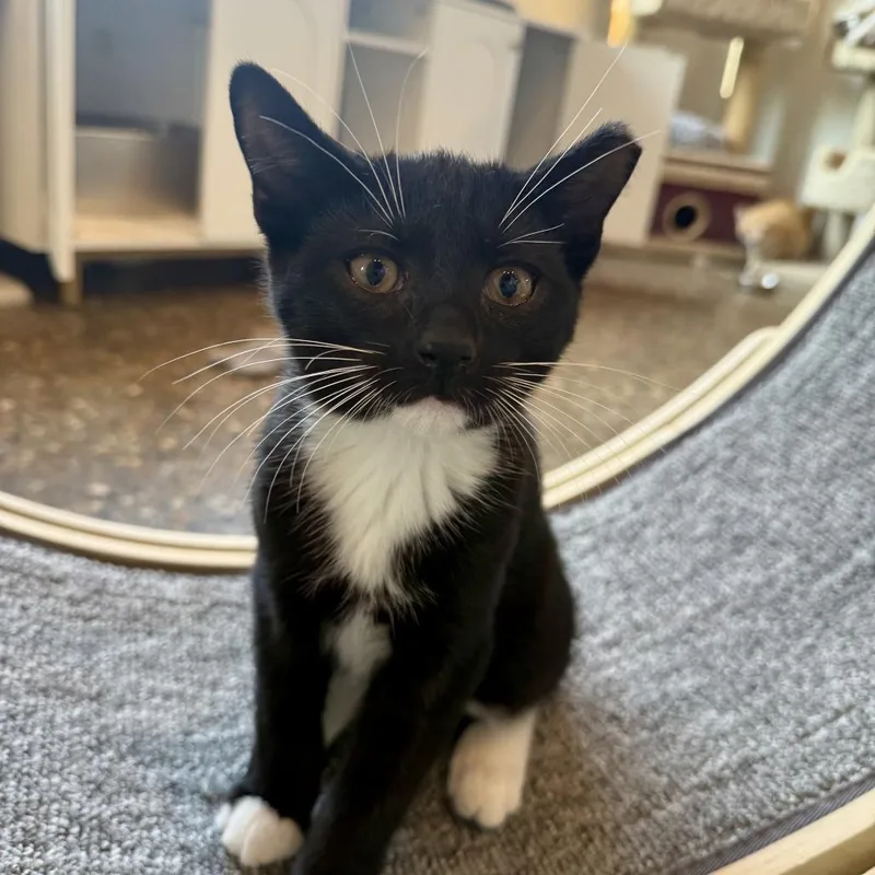 A baby small-sized male Black Domestic Short Hair cat named Almond for adoption in Louisville, KY