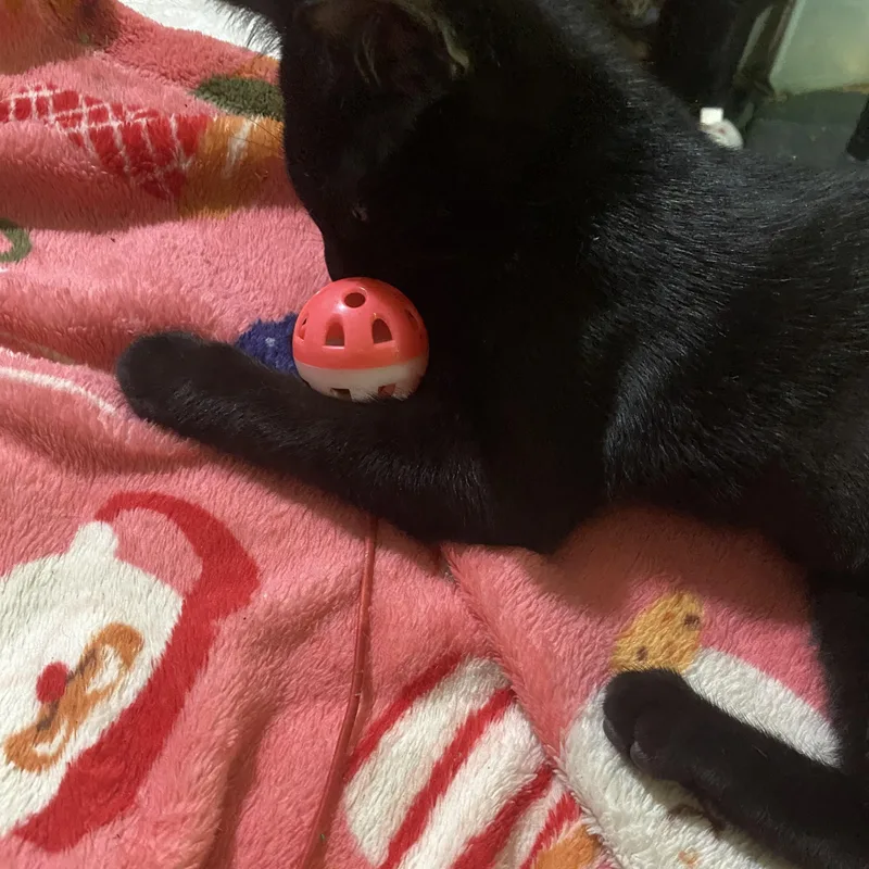 A baby small-sized female Black Domestic Short Hair cat named Gelato for adoption in Liverpool, TX