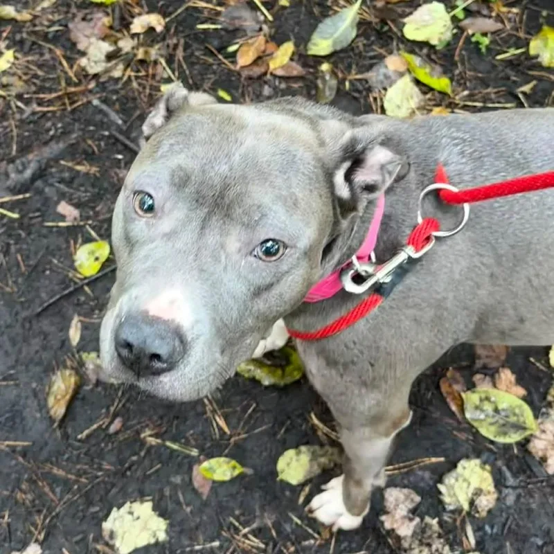 An adult medium-sized female Mixed Breed dog named Haze for adoption in Grand Rapids, MI