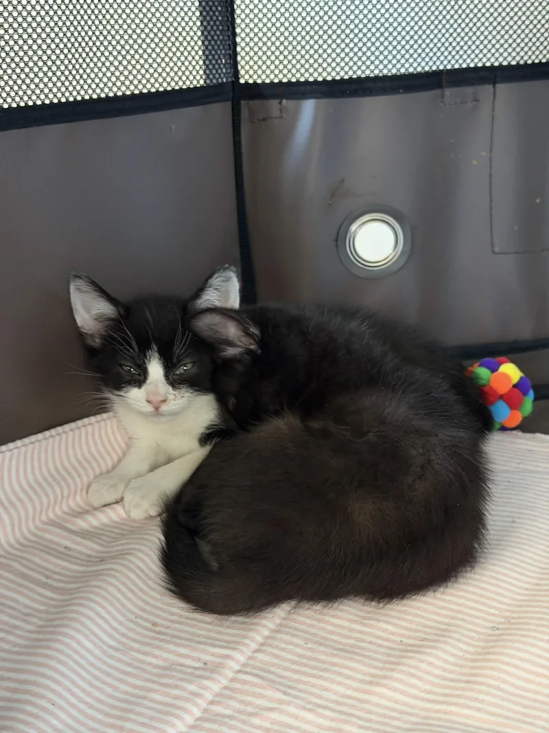 A baby small-sized male Black American Shorthair cat named Kiki & Jiji for adoption in Florham Park, NJ
