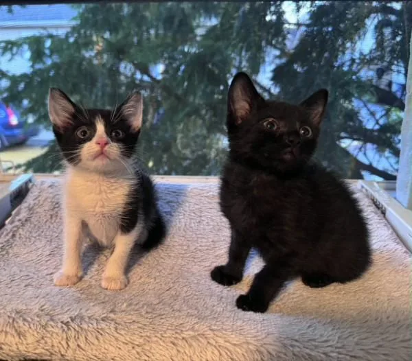 Kiki & Jiji thumbnail 3