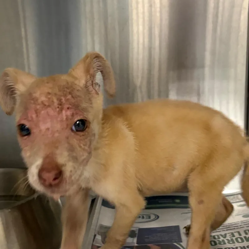 A baby small-sized male Yellow / Tan / Blond / Fawn Mixed Breed dog named Gremlin for adoption in Lufkin, TX