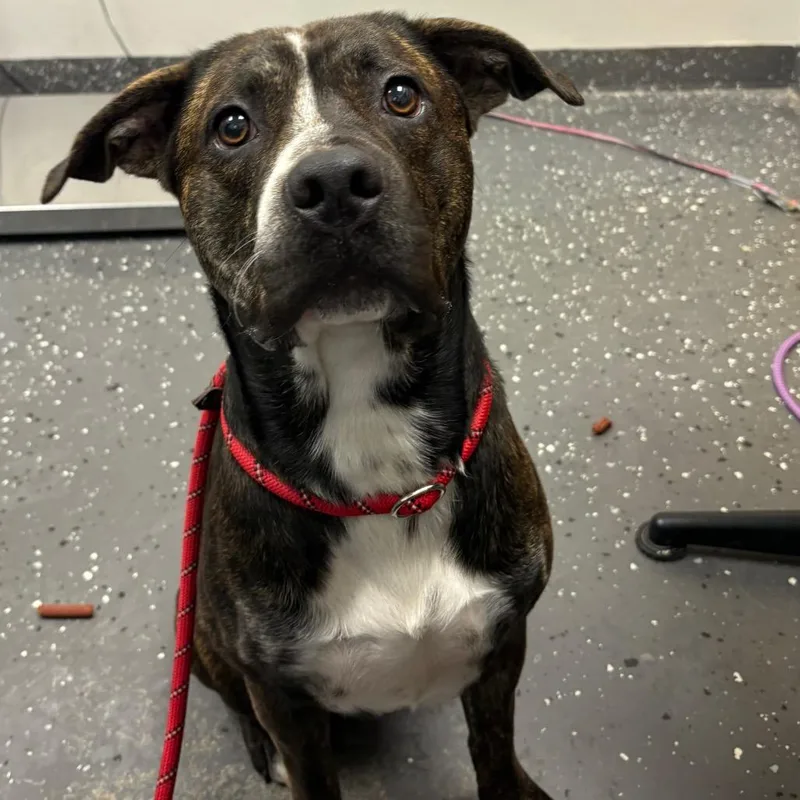 A young large-sized male Brindle Mixed Breed dog named Big Tuna for adoption in Columbiana, AL