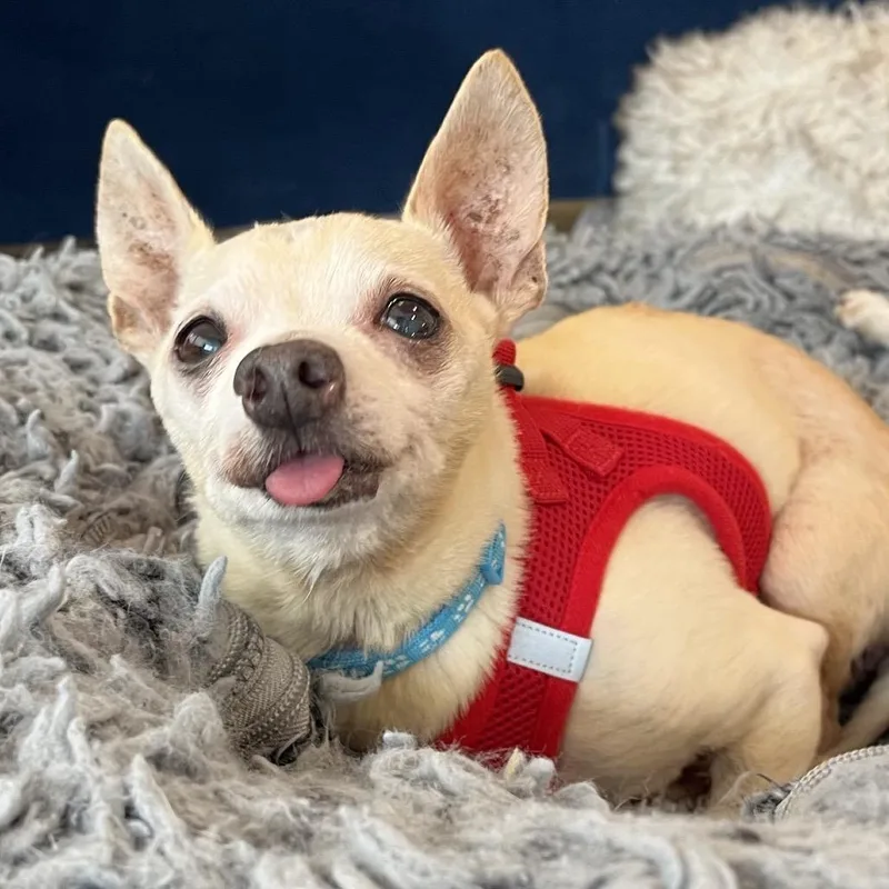 A senior small-sized male Yellow / Tan / Blond / Fawn Chihuahua dog named Funky Town for adoption in San Francisco, CA
