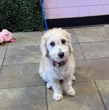 A young small-sized female White / Cream Terrier dog named 61672902 for adoption in El Paso, TX