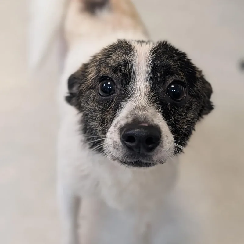 An adult small-sized male White / Cream Terrier dog named Happy for adoption in Fenton, MI