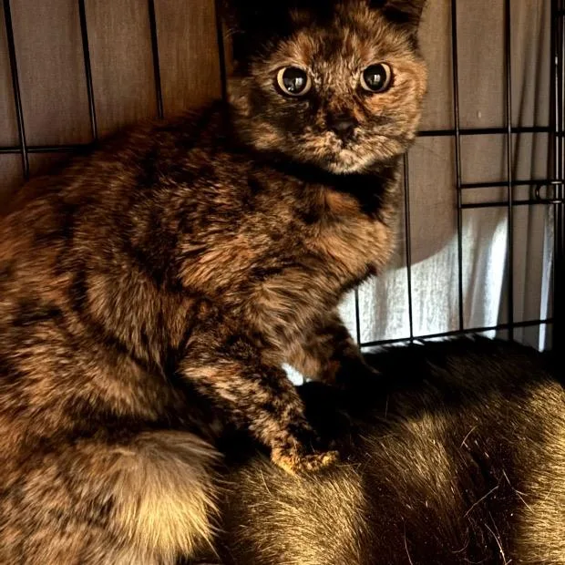 An adult small-sized female Tortoiseshell Domestic Short Hair cat named Bella for adoption in Hudson, NY