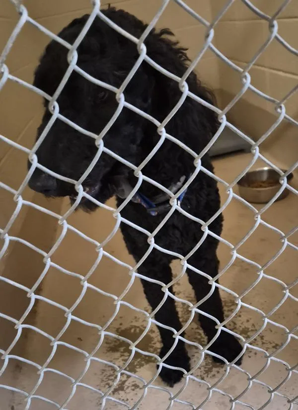 An adult large-sized male Standard Poodle dog named Ic for adoption in Lawrenceville, GA