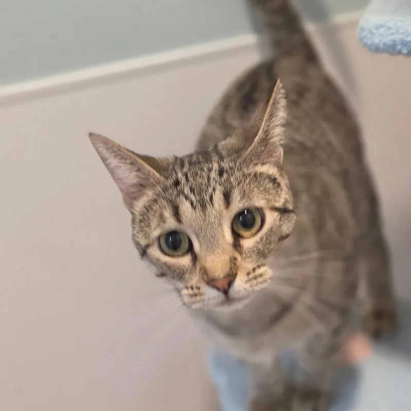 An adult medium-sized female Brown / Chocolate Domestic Short Hair cat named Cinnamon Toast for adoption in Muncie, IN