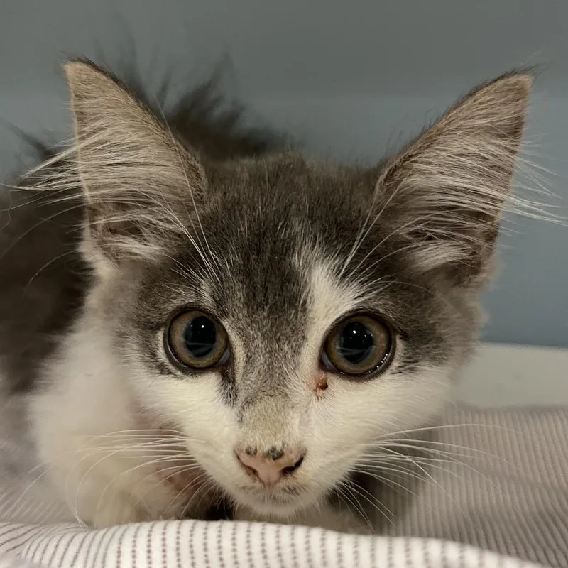 A baby small-sized male Gray / Blue / Silver Domestic Short Hair cat named Stormy for adoption in Chattanooga, TN