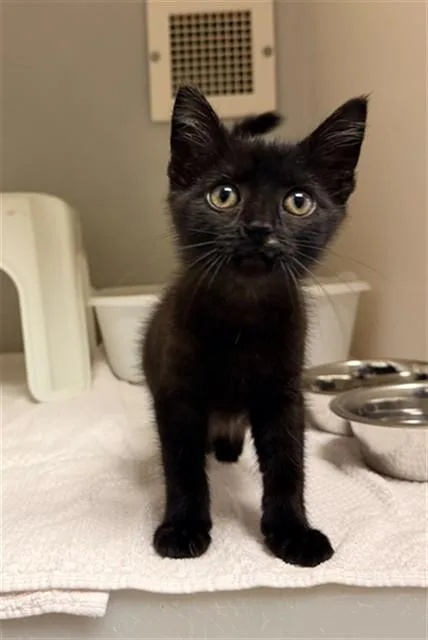 A baby small-sized female Domestic Short Hair cat named Scribble for adoption in Statesville, NC