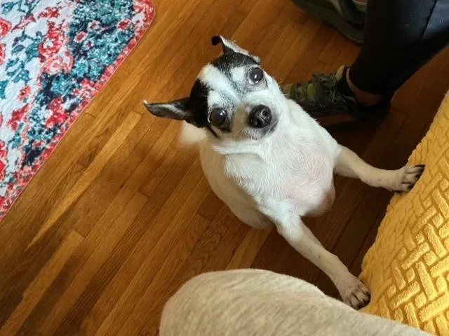 An adult small-sized female Chihuahua dog named Gracie for adoption in Elmsford, NY