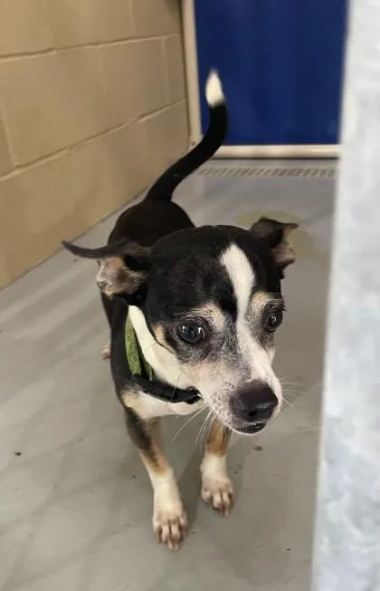 An adult small-sized male Tricolor (Brown, Black, & White) Chihuahua dog named Tex for adoption in Harlingen, TX