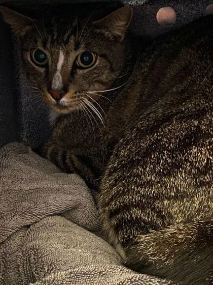 An adult medium-sized male Domestic Short Hair cat named Prince Philip for adoption in Daytona Beach, FL