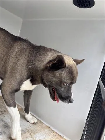 An adult large-sized male Akita dog named A for adoption in Houston, TX