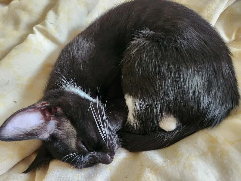 Miss Mittens thumbnail 2