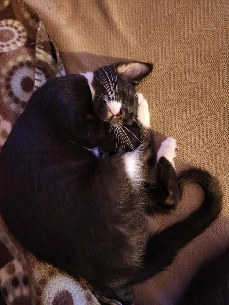 Miss Mittens thumbnail 3