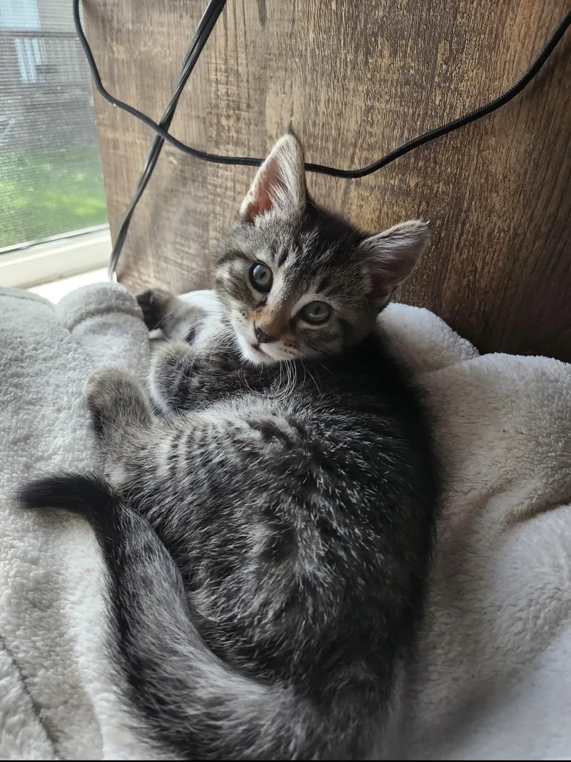 A baby medium-sized female Tabby (Brown / Chocolate) Domestic Short Hair cat named Jade for adoption in Rochester Hills, MI