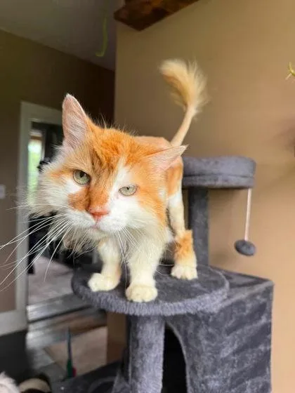 An adult medium-sized male Domestic Medium Hair cat named Fabio for adoption in Berwick, PA